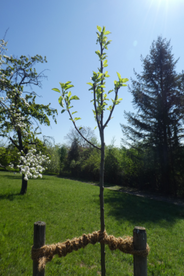 Regelmäßige Bewässerung eines frisch gepflanzten Apfel-Hochstamms auf einer Streuobstwiese am Berger Hang.