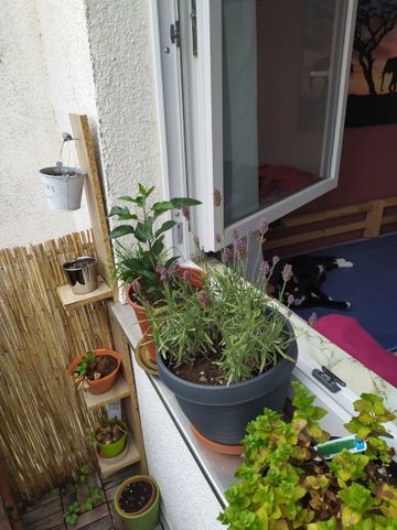 begrünter Balkon