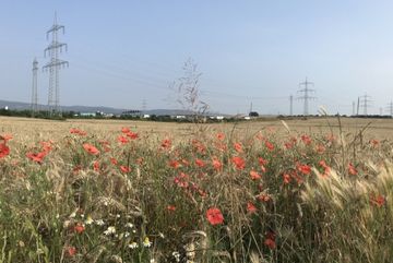 Blumen und Felder auf der Flur des geplanten Stadtteils im Nordwesten.