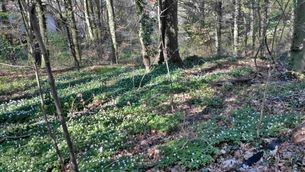 BUND Tipp Blühende Wälder entdecken_Lynn