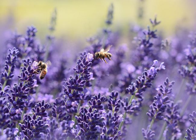 Lavendel hält Trockenheit gut aus und zieht viele Insekten an. (Foto: Rebekka D von Pixabay)