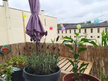 Mainzer Balkon