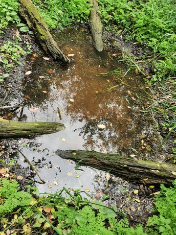 Tümpel im Biotop in der Voltenseestraße