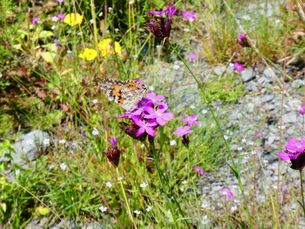 Naturnaher Garten für Insekten, Eidechsen und Co.