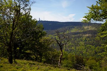 Altkönig, Oberursel, Waldwanderung