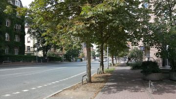 Stadtbäume auf einer Frankfurter Straße