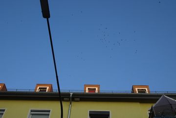 Mauersegler in der Luft