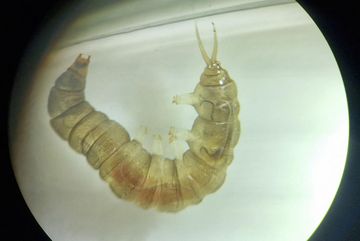 Das Mikroskop zeigt die kleinen Lebewesen im Kalbacher Gewässer - eine Larve.