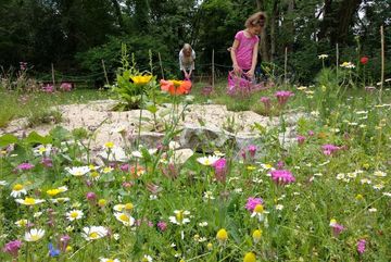 Wildblumenwiese mit Sandbeet im Juli 2021: