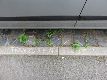 Franzosenkraut wächst durch den Aspalt