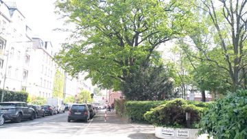 Stadtbaum an einer Mauer