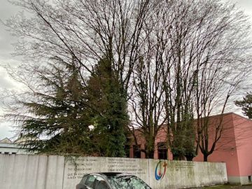 Hochgewachsener Baumbestand hinter der Mauer am Parkplatz.