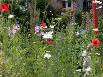 Wildblumeninsel