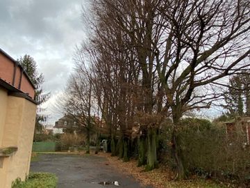 Baumbestand im Hinterhof