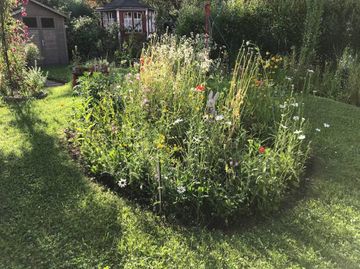 Artenreiche Blühinsel