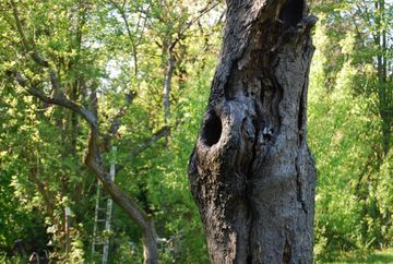Höhlenbäume, ein Schatz der Grünen Lunge