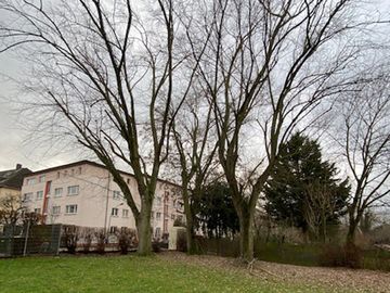 Drei alte Bäume auf dem Grundstück
