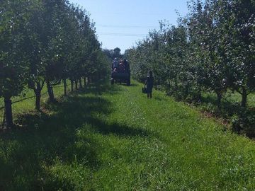 Baumreihen der biologisch-dynamischen Apfelplantage des Dottenfelderhofs