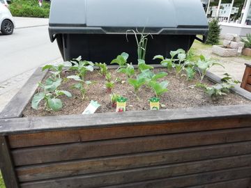 Hochbeet