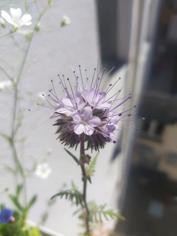 Blütenpflanzen auf einem Balkon