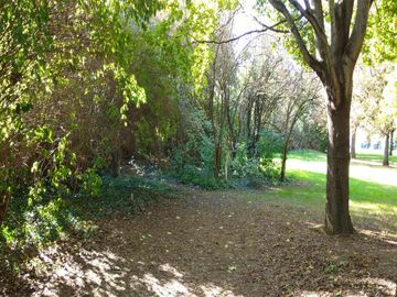 Auf dem Bild sieht man linkst einen Gehölzstreifen mit Blättern und links einen Baum in einem Park