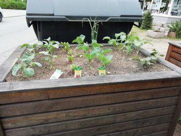 Hochbeet