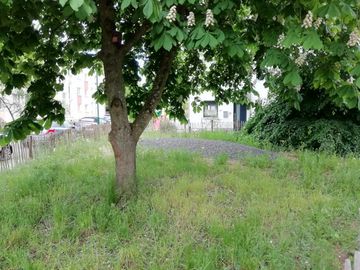 Kastanie und Steinhaufen im Stadtgarten 