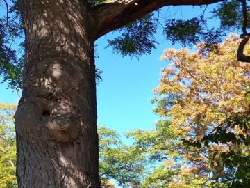 Auf dem Bild sieht man in einem Baum eine Baumhöhle, im Hintergrund die anderen Bäume im Park