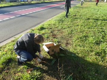 Pflanzaktion im Nied_Bild 2