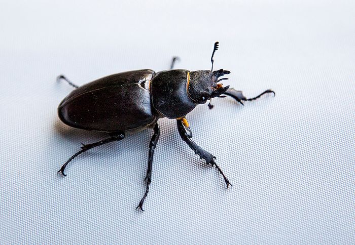 Foto eines weiblichen Hirschkäfers