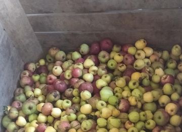 Sammelbehälter mit aufgelesenen Äpfeln von der Streuobstwiese. 