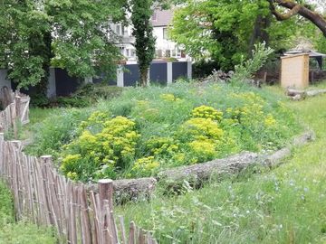 Wildblumenwiese im Stadtgarten