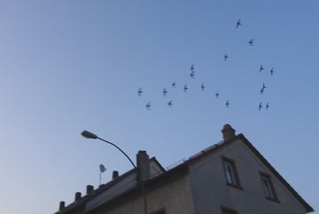 Mauersegler in der Luft