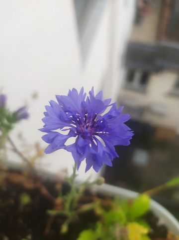 Balkonblüte