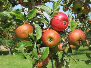 Reife Äpfel am Baum