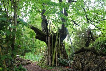 Ein Baum von mehreren über 80jährigen Kirschbäumen