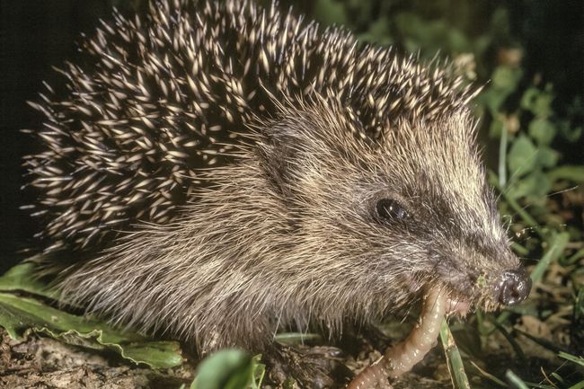 Igel frisst Regenwurm