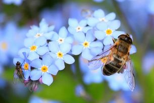 Fliege und Biene auf Vergissmeinnicht