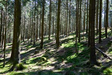 Altkönig, Oberursel, Waldwanderung, BUND, Greenpeace