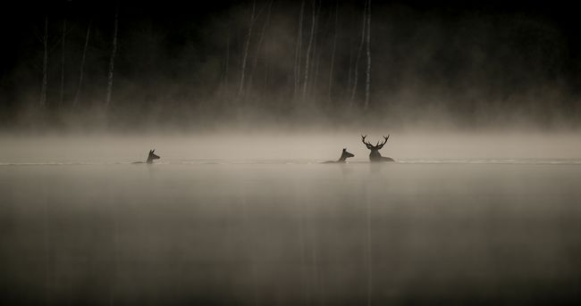 © Vincent Munier