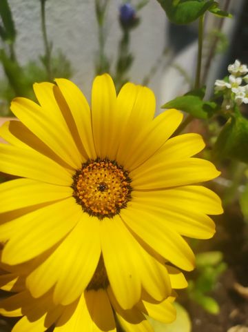gelbe Balkonblüte