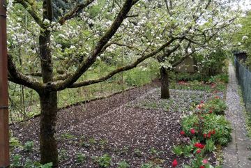 Obstbaumblüte in den Gärten