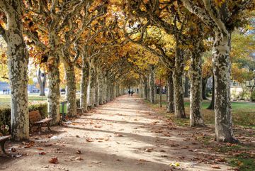 Platanen-Allee