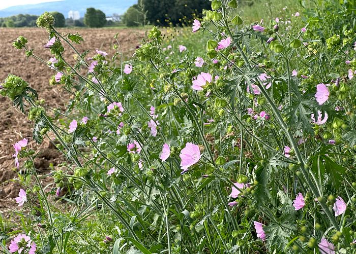 Malvenblüte, Insekten, Blühstreifen