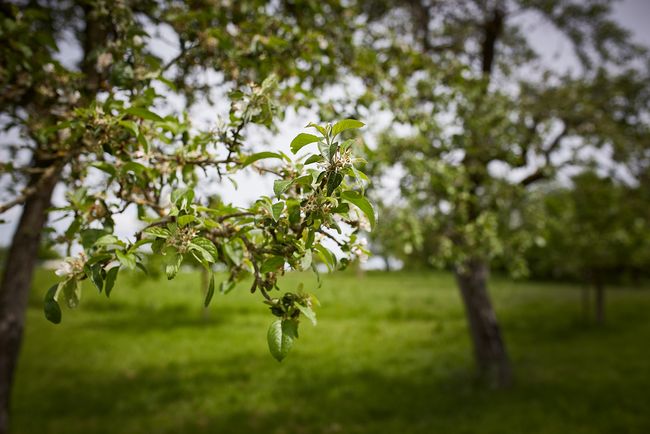 Streuobstwiesen in Hessen