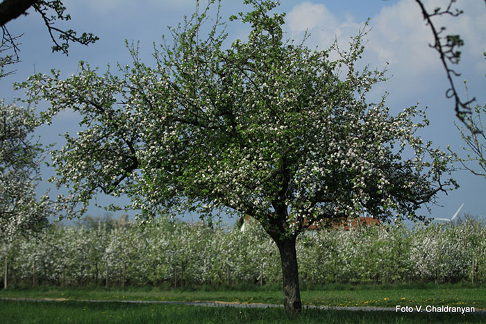In der Mitte des Bildes steht ein blühender Apfelbaum bei schönstem Sommerwetter auf der Wiese.