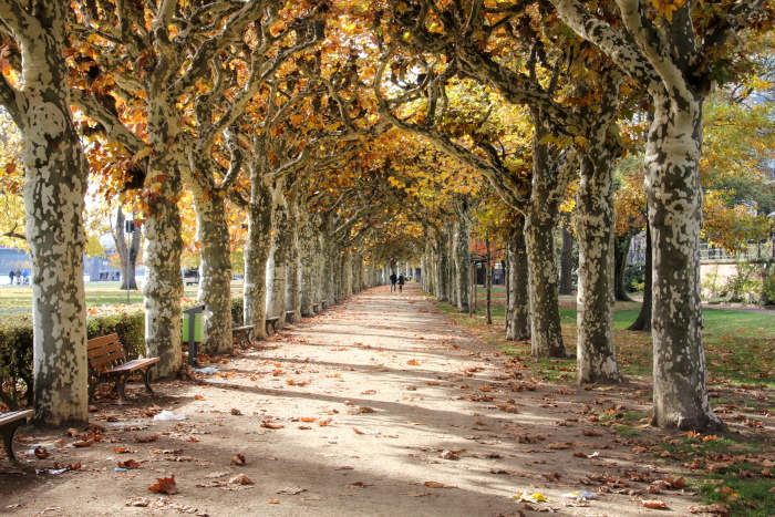 Platanen-Allee