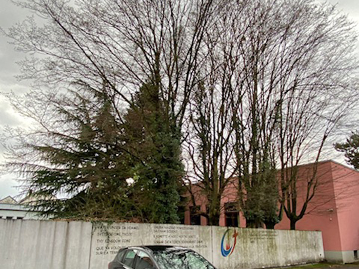 Hochgewachsener Baumbestand hinter der Mauer am Parkplatz.