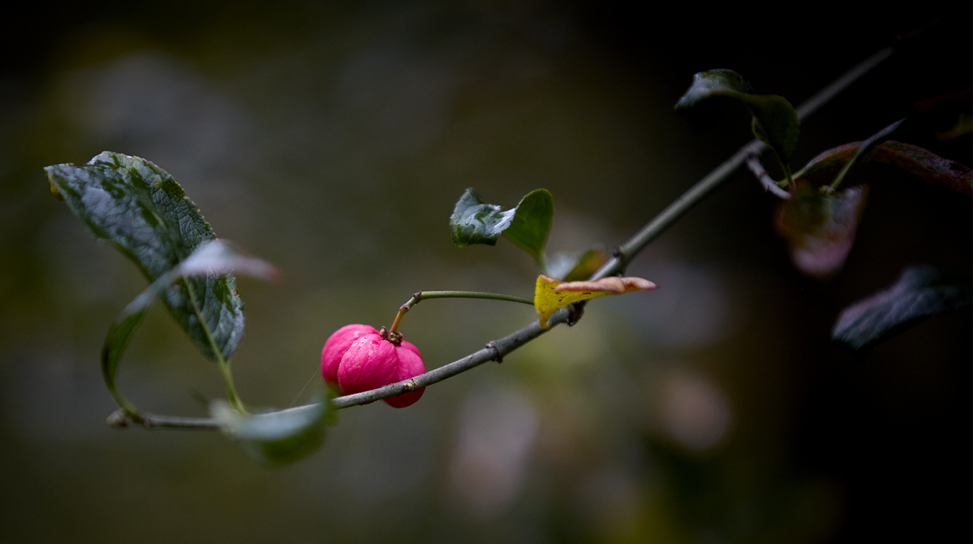 Im Garten im November