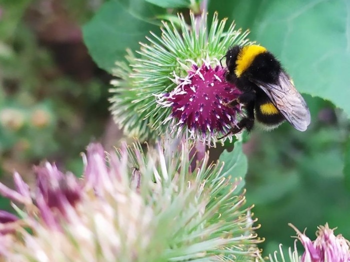 Hummel
